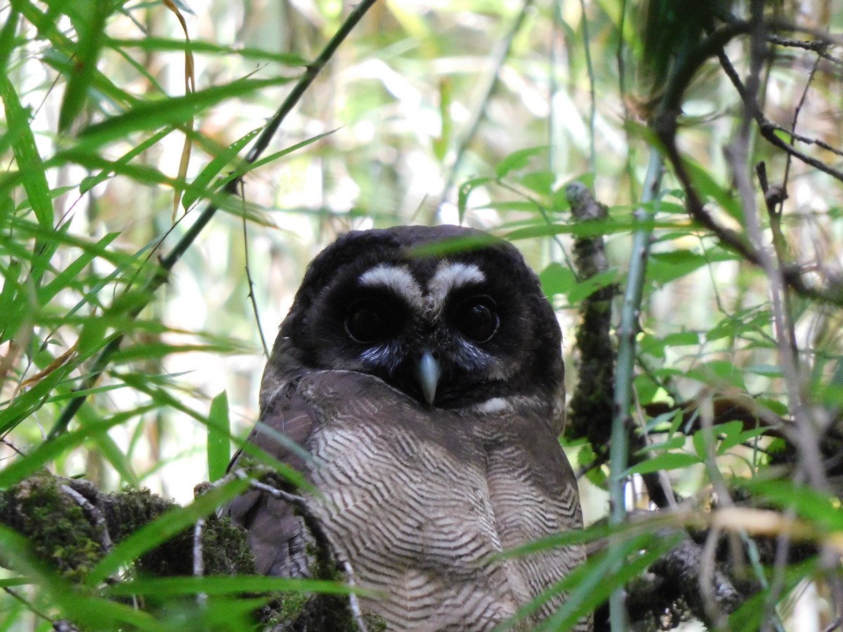 Brown Wood-Owl - ML620057344