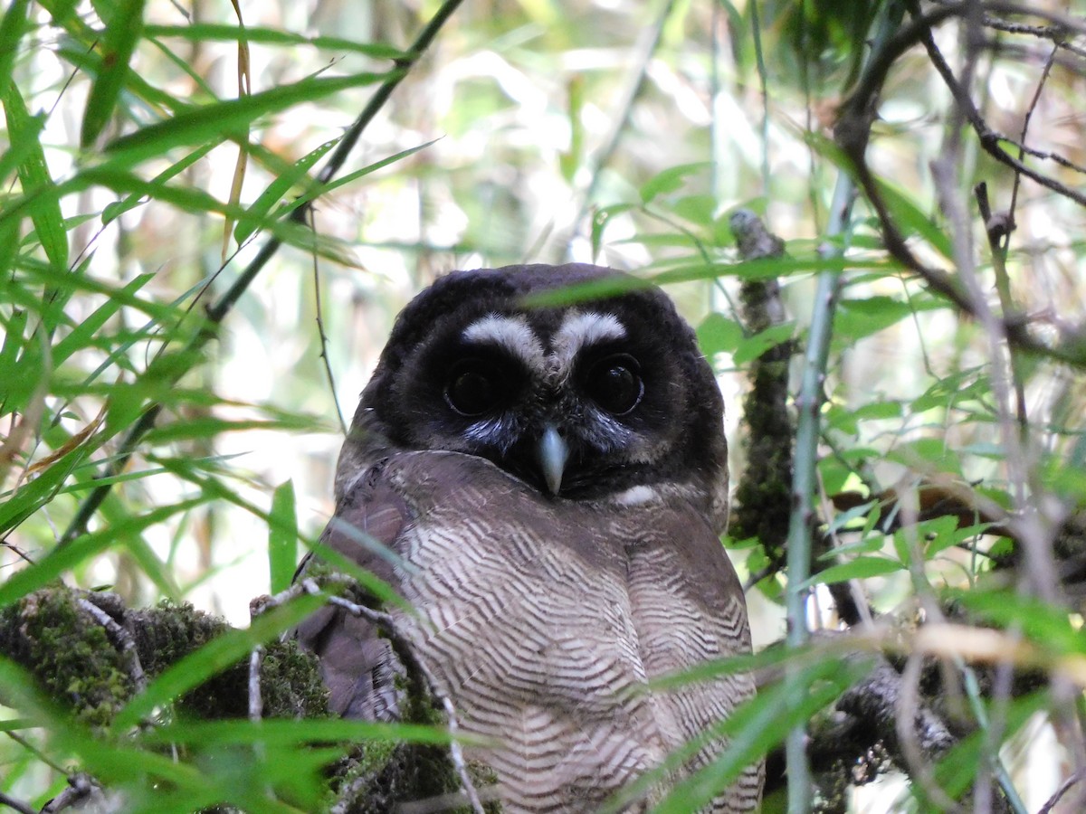 Brown Wood-Owl - ML620057348