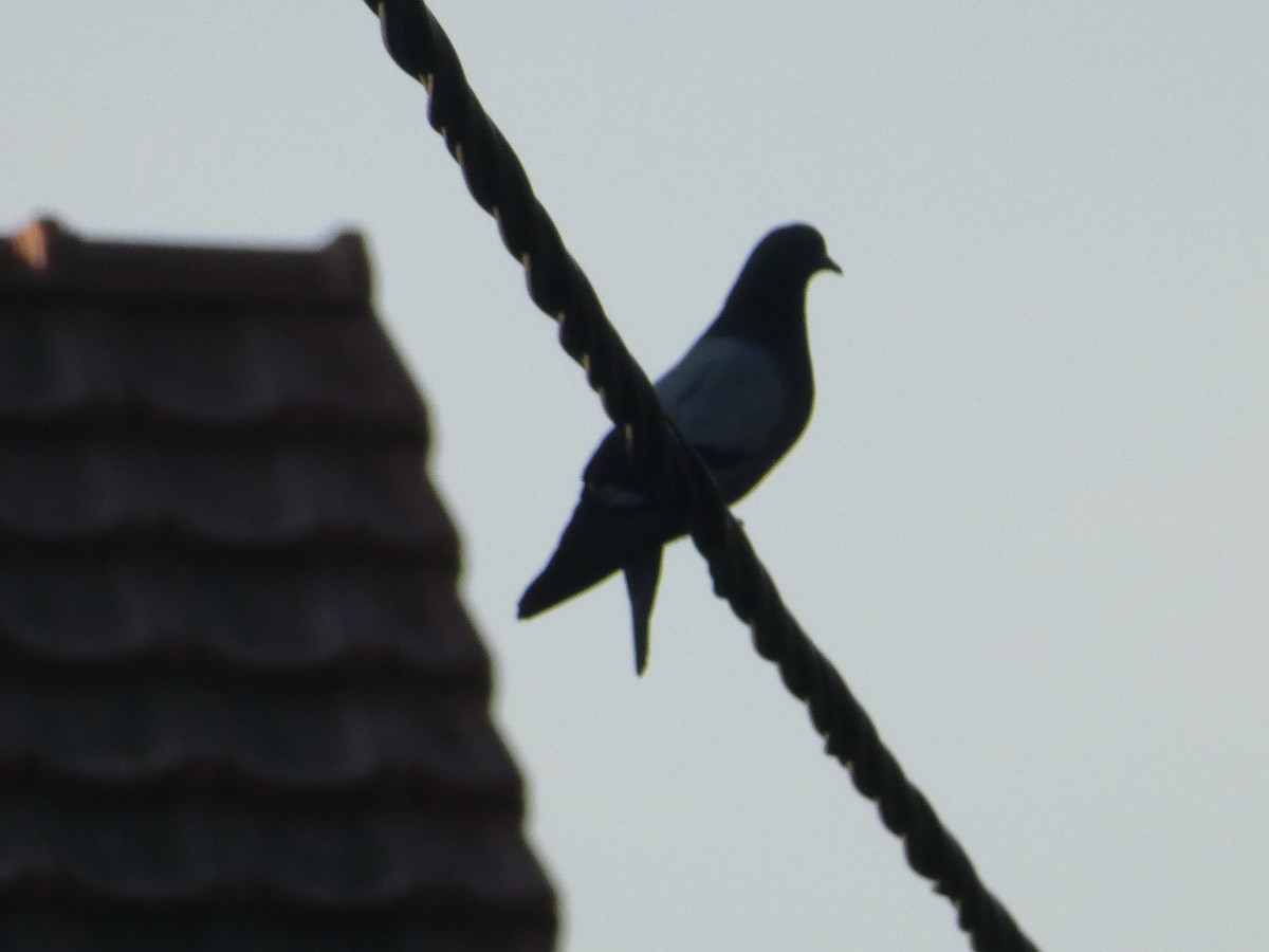 Pigeon biset (forme domestique) - ML620057369