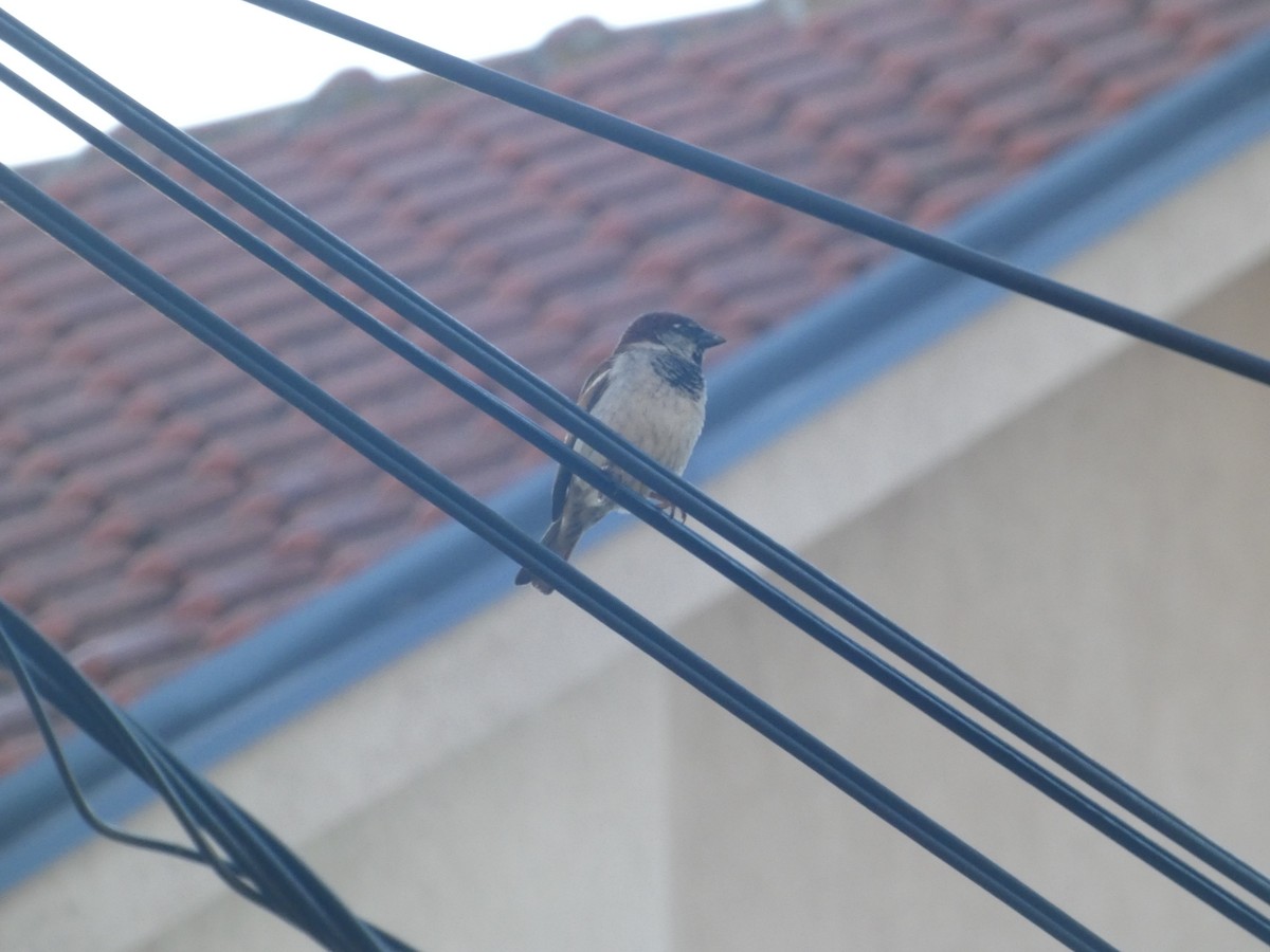 House Sparrow - ML620057398