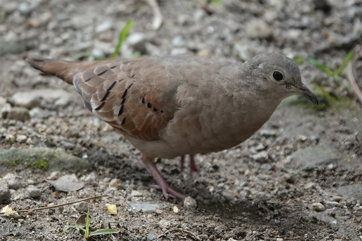 Rosttäubchen - ML620057415