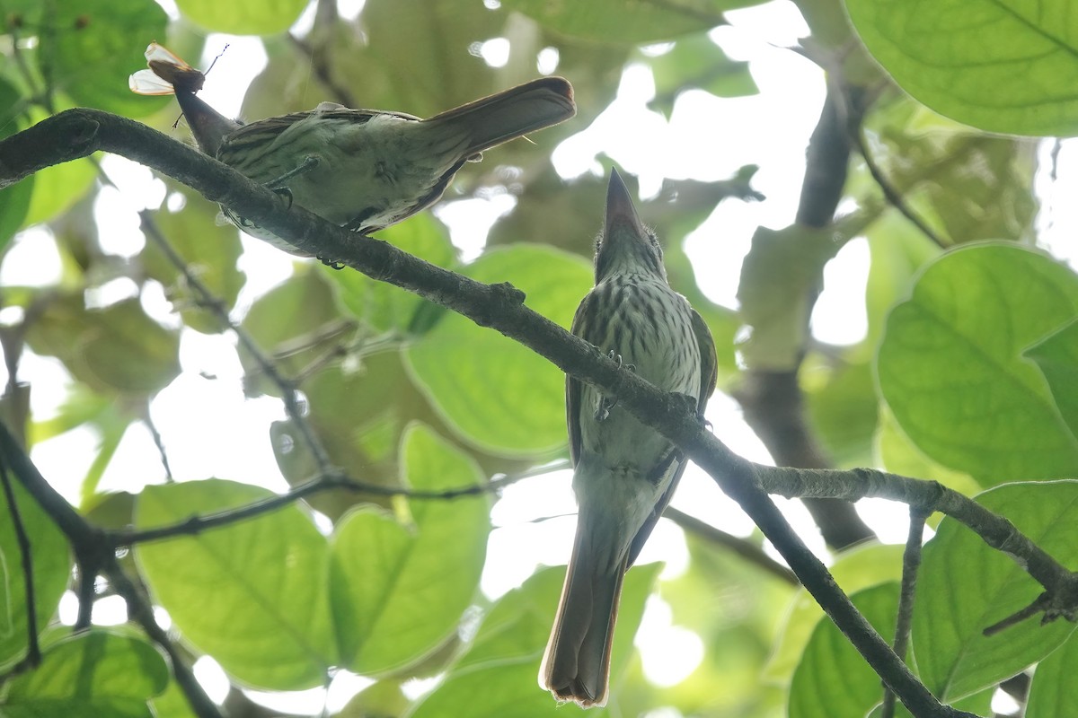 Streaked Flycatcher - ML620057416