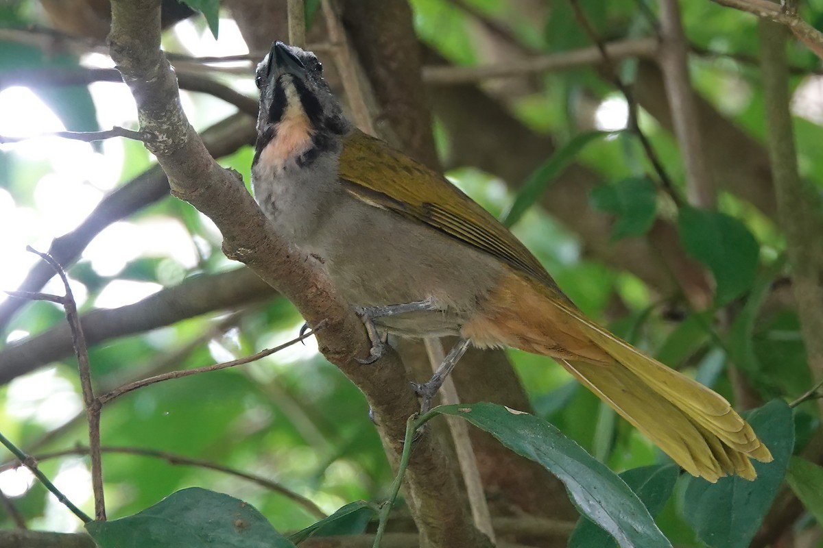 Buff-throated Saltator - ML620057422