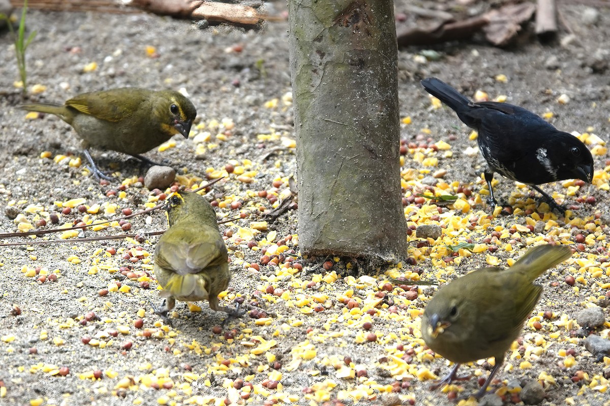 Yellow-faced Grassquit - ML620057426