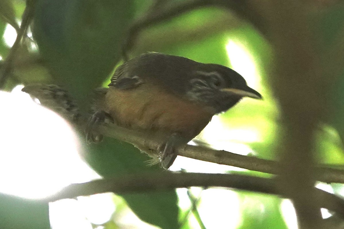 Rufous-breasted Wren - ML620057430