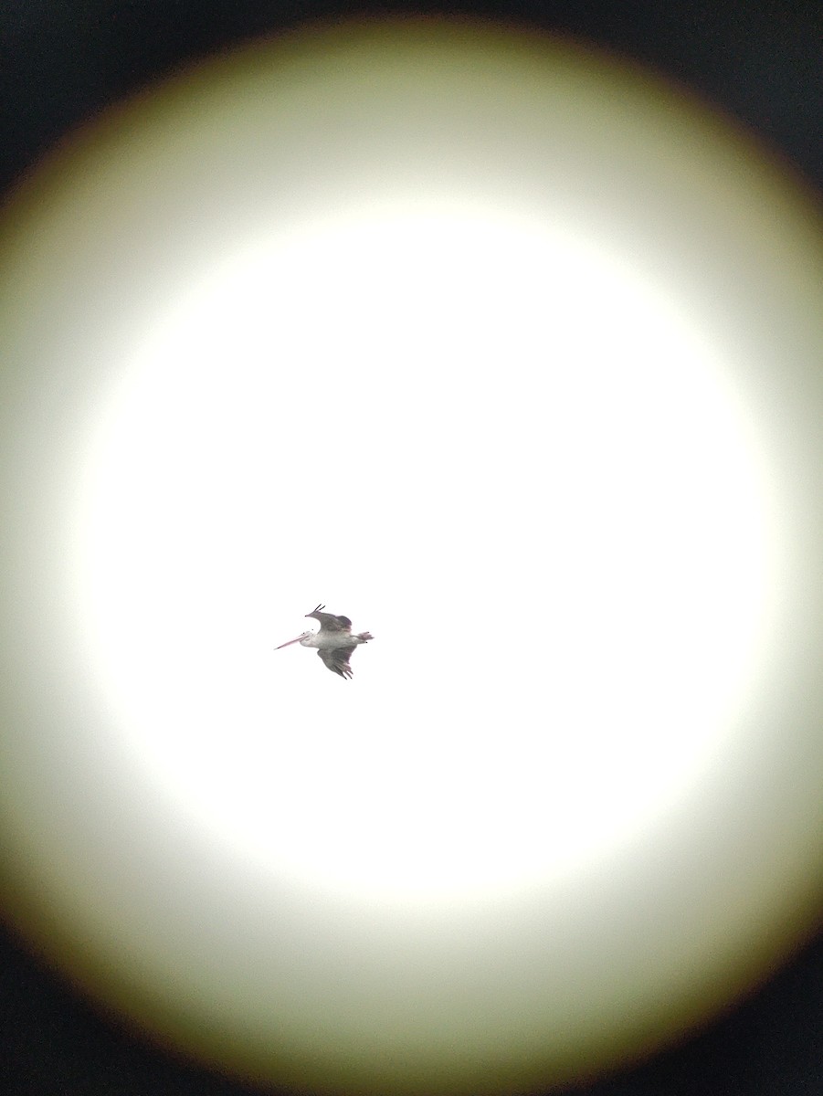 Пелікан сірий - ML620057431
