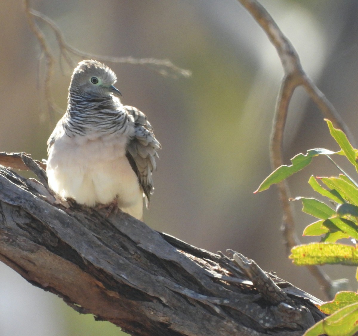 Peaceful Dove - ML620057445