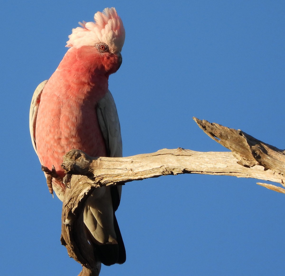 Cacatúa Galah - ML620057446