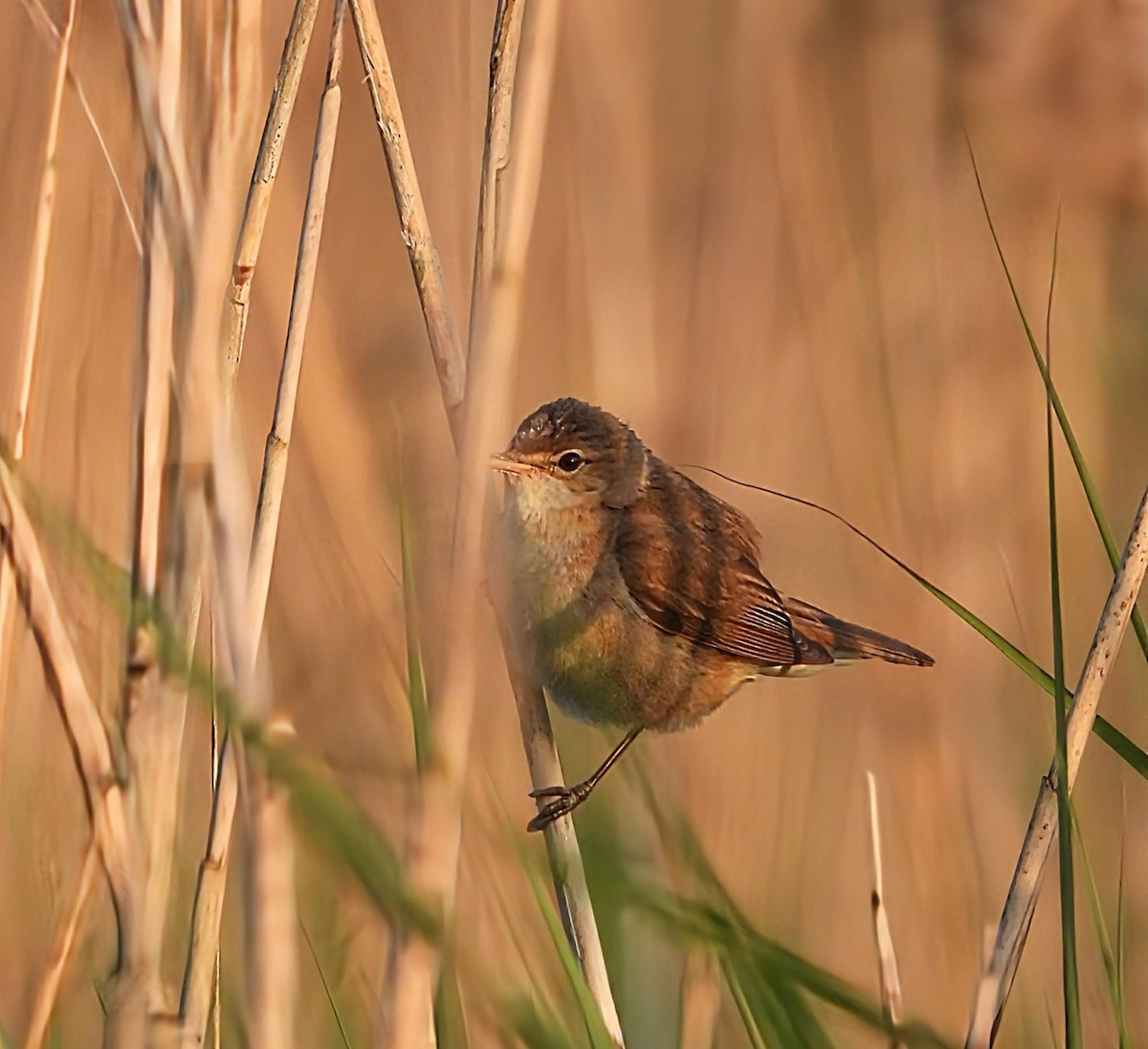 Common Reed Warbler - ML620057450