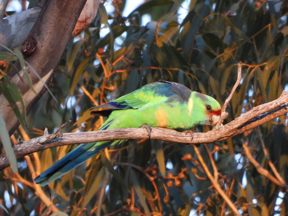 Perico de Port Lincoln (barnardi) - ML620057454