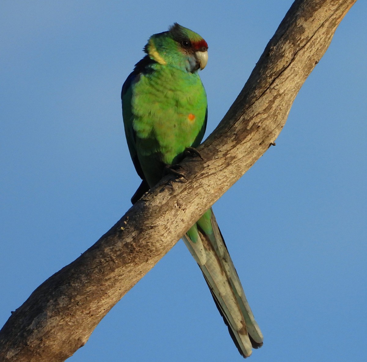 Воротничковый попугай (barnardi) - ML620057475