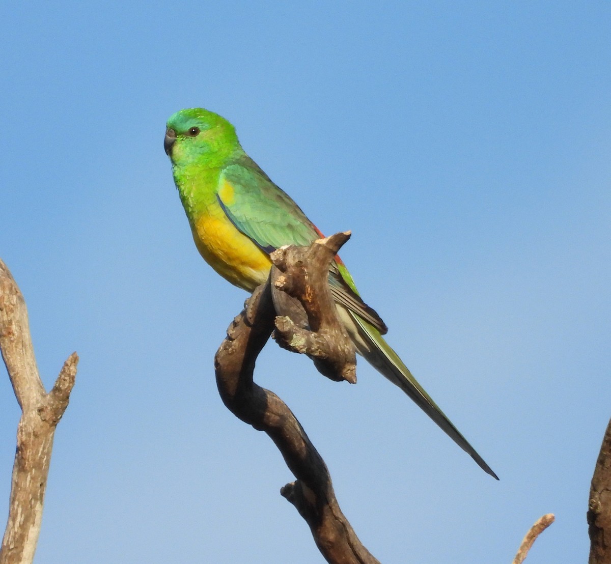 Red-rumped Parrot - ML620057476