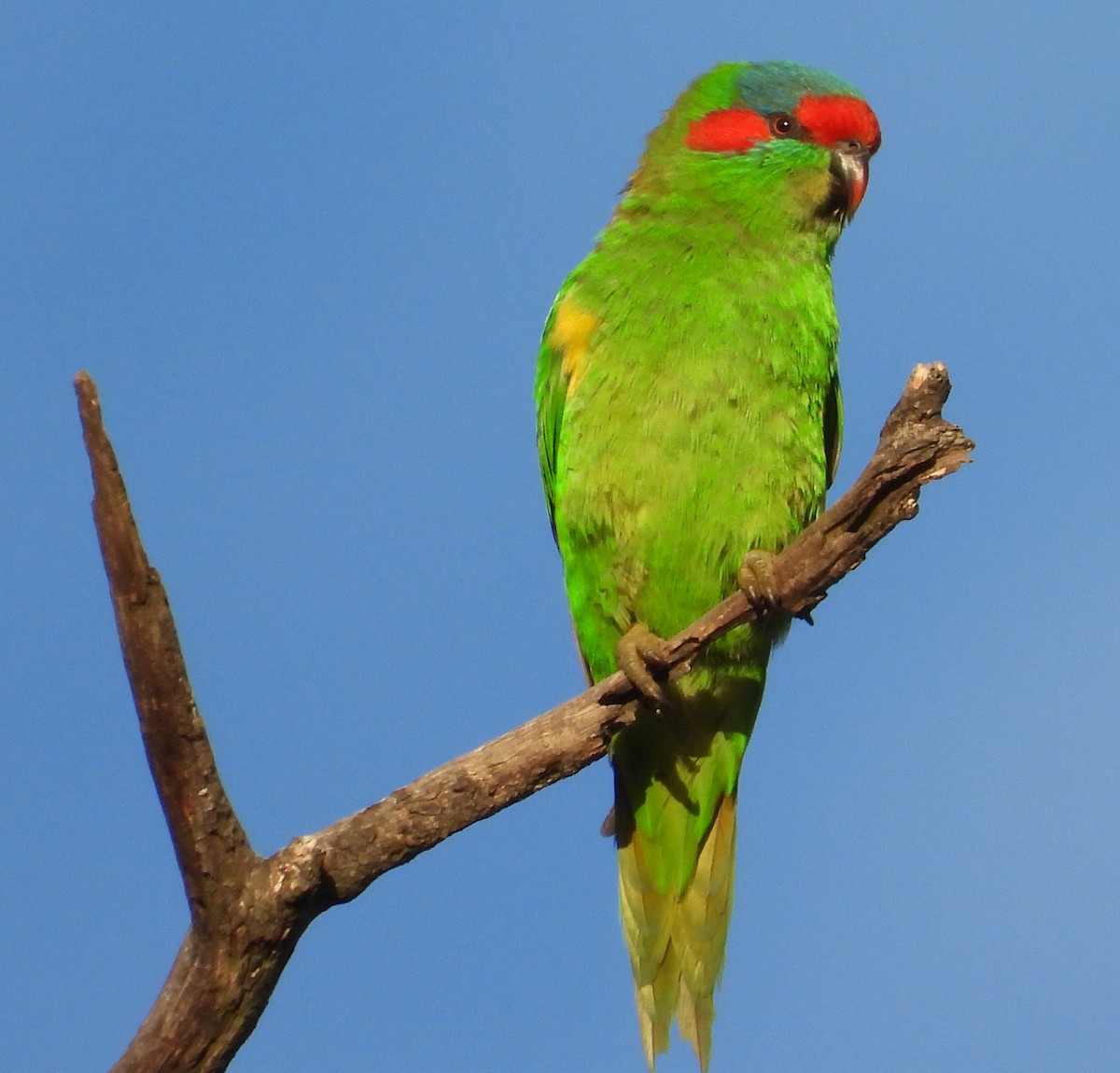 Musk Lorikeet - ML620057477