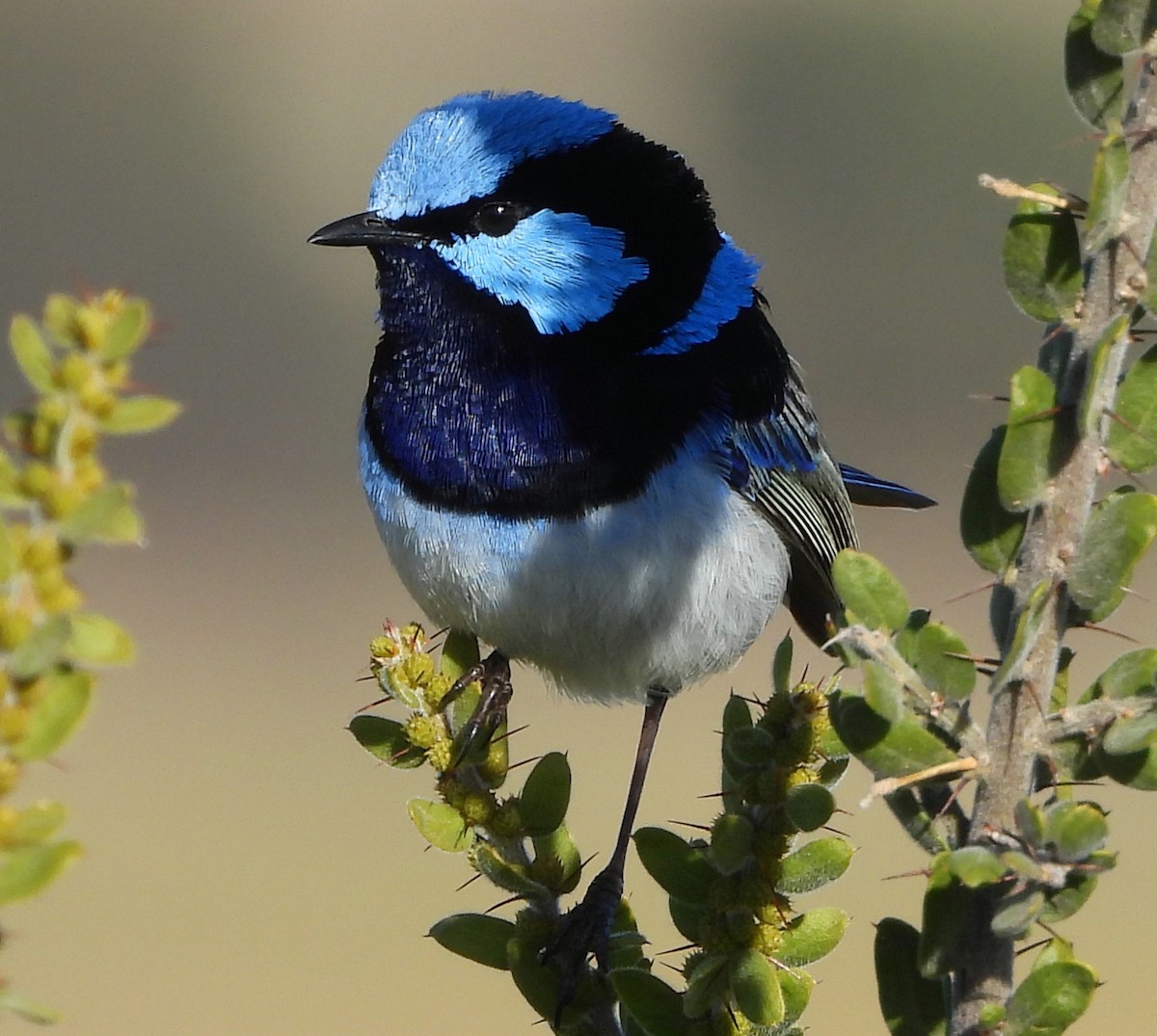 Superb Fairywren - ML620057478