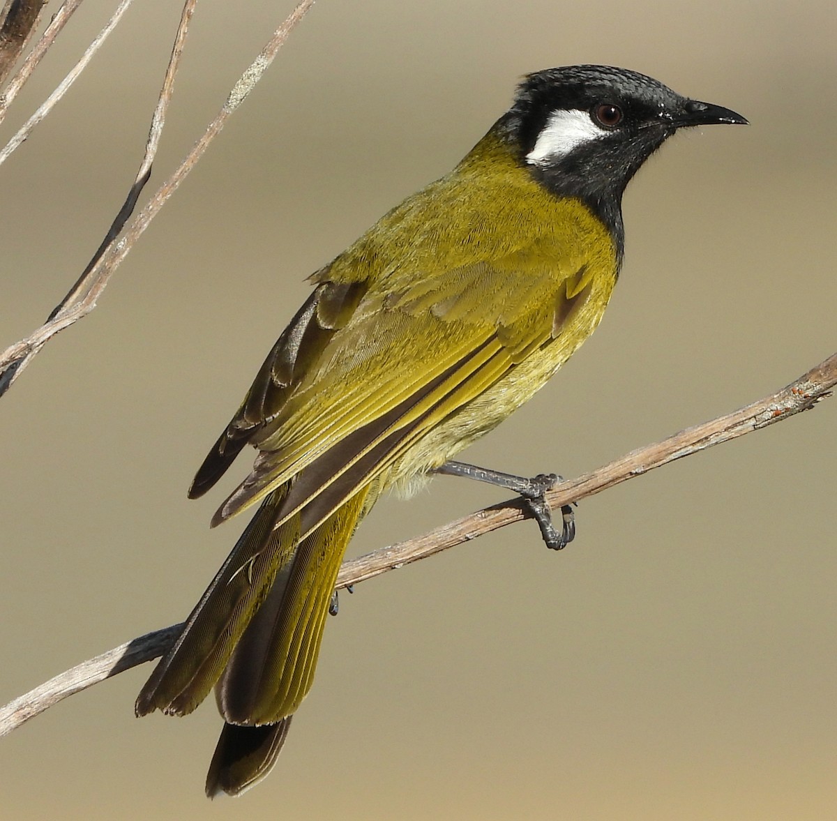 White-eared Honeyeater - ML620057487