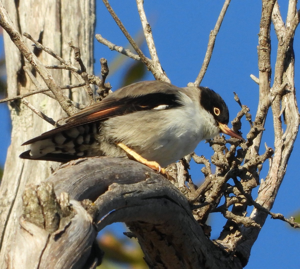 Varied Sittella - ML620057517