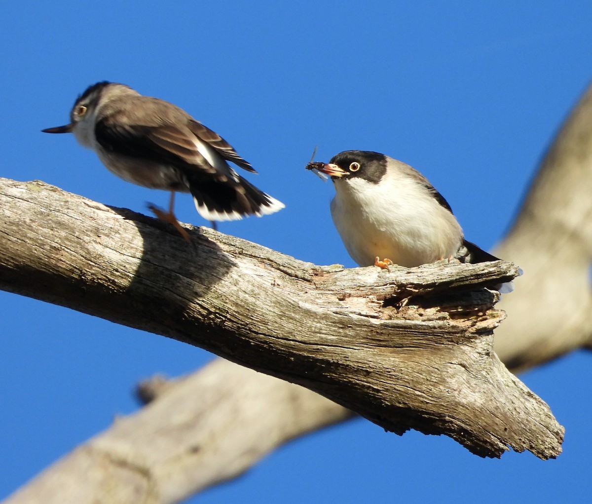 Varied Sittella - ML620057519