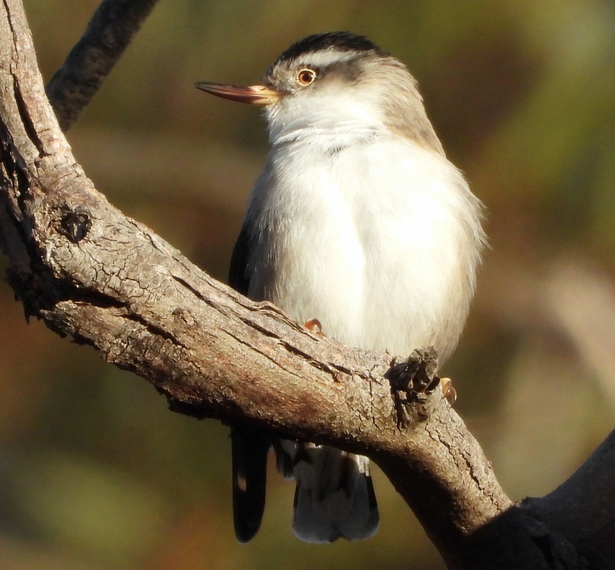 Varied Sittella - ML620057529