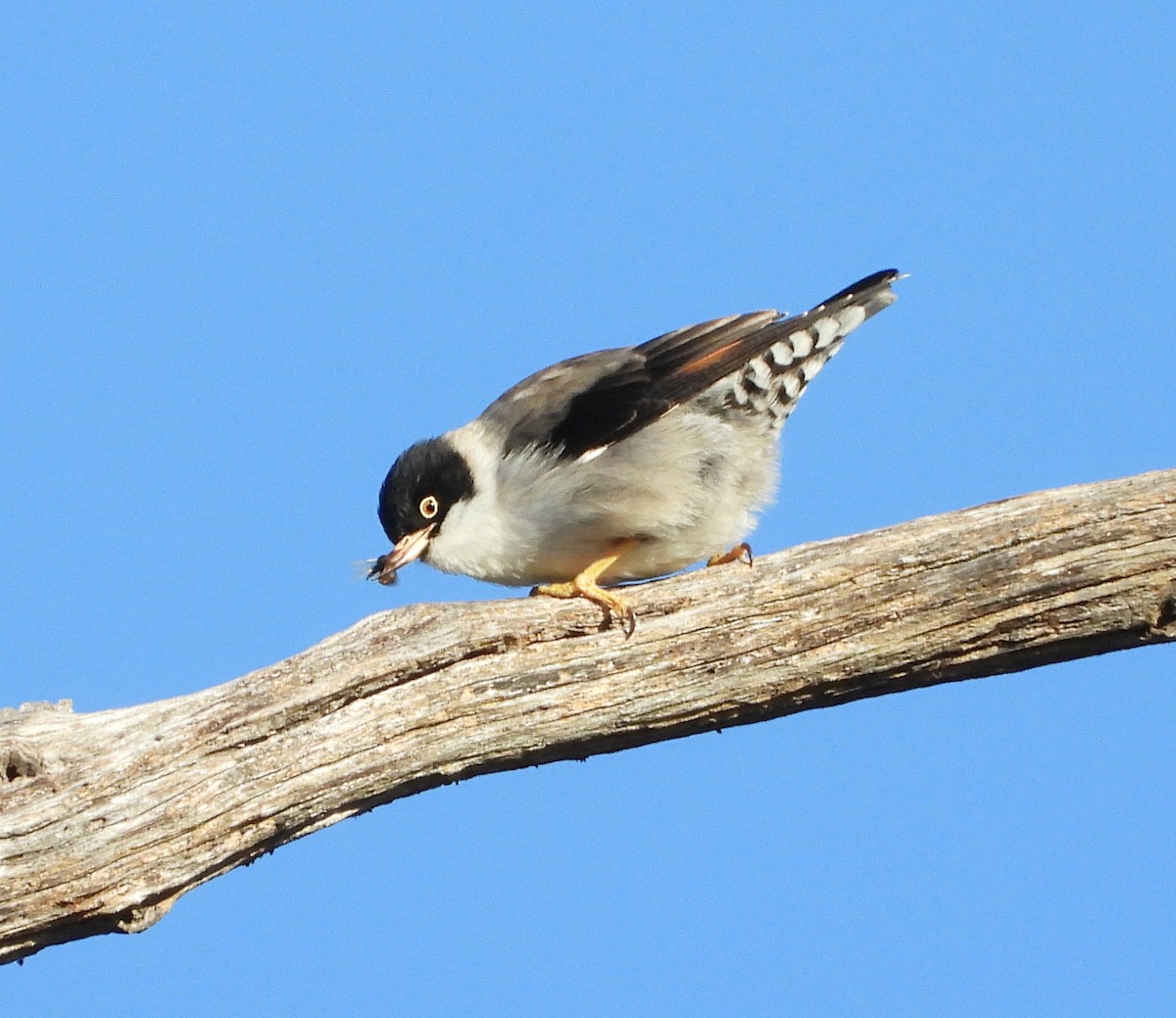 Varied Sittella - ML620057531