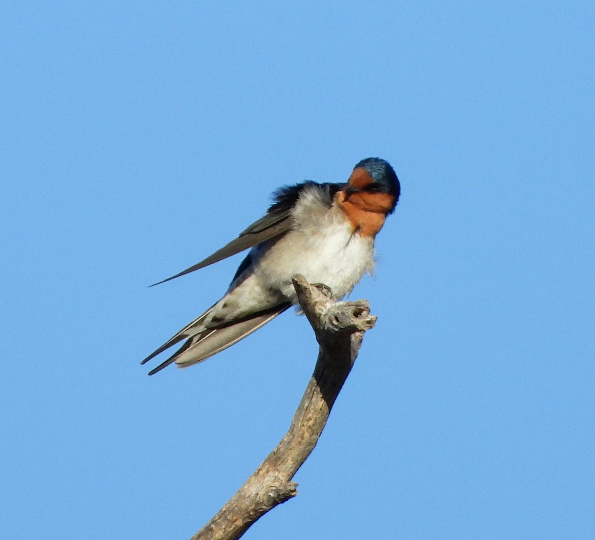 Welcome Swallow - ML620057539