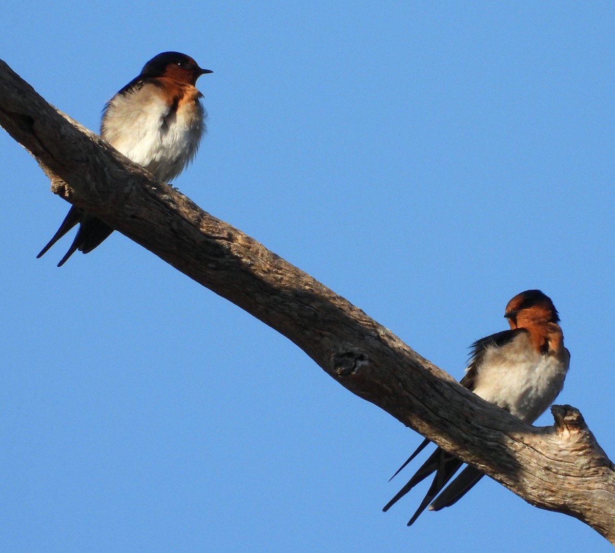 Golondrina Australiana - ML620057540