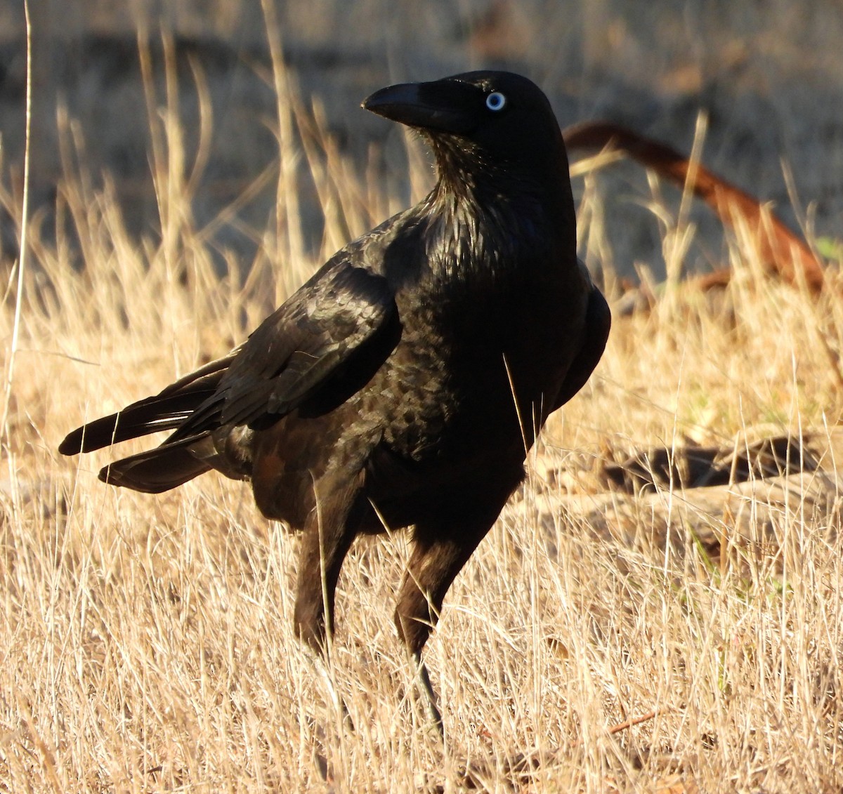Australian Raven - ML620057541