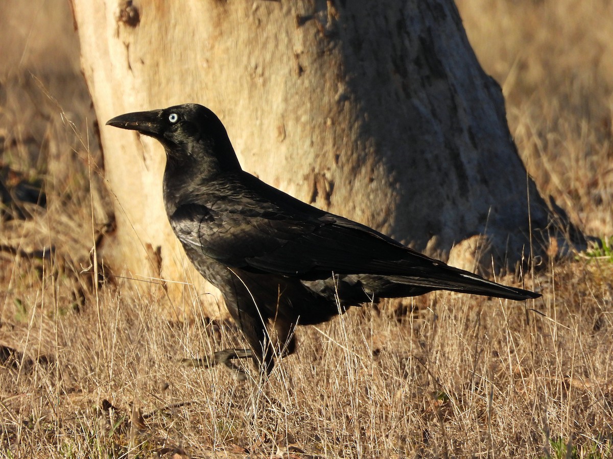 Australian Raven - ML620057545