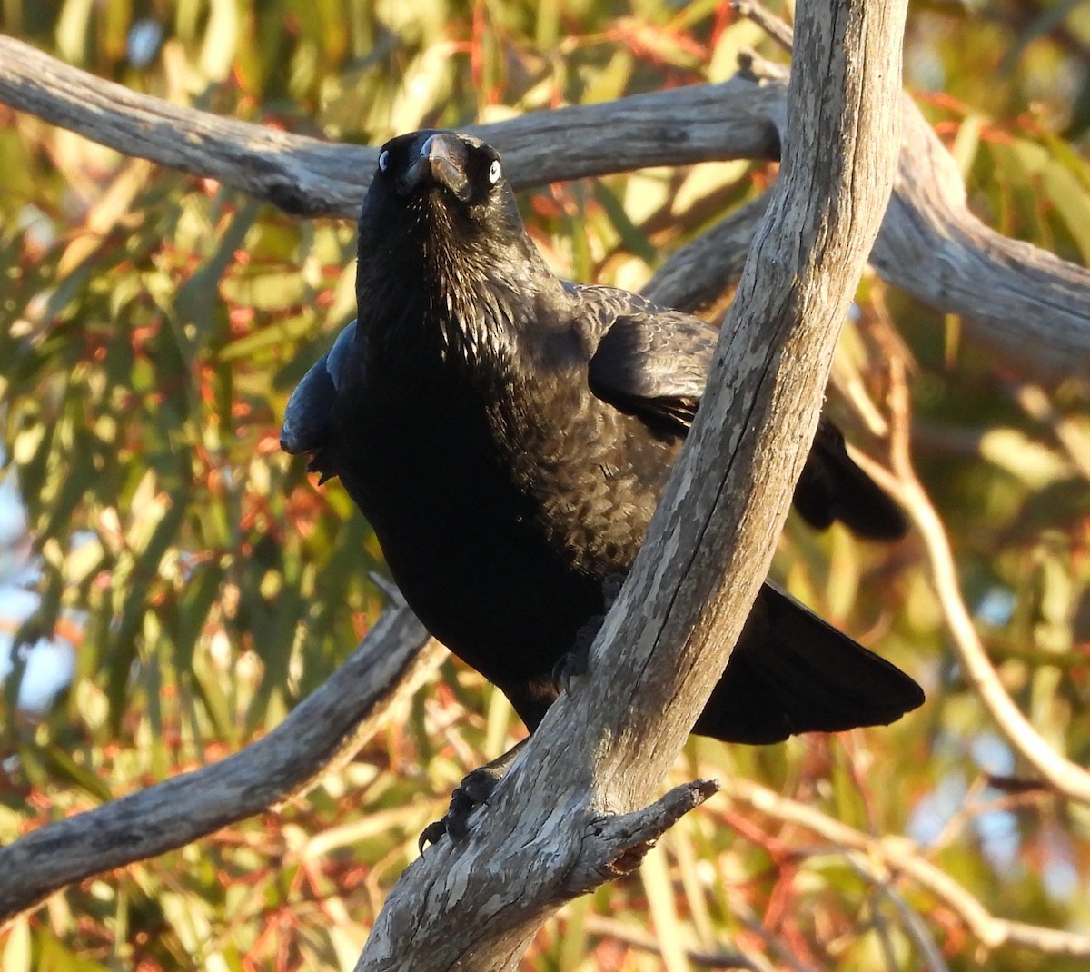 Australian Raven - ML620057546