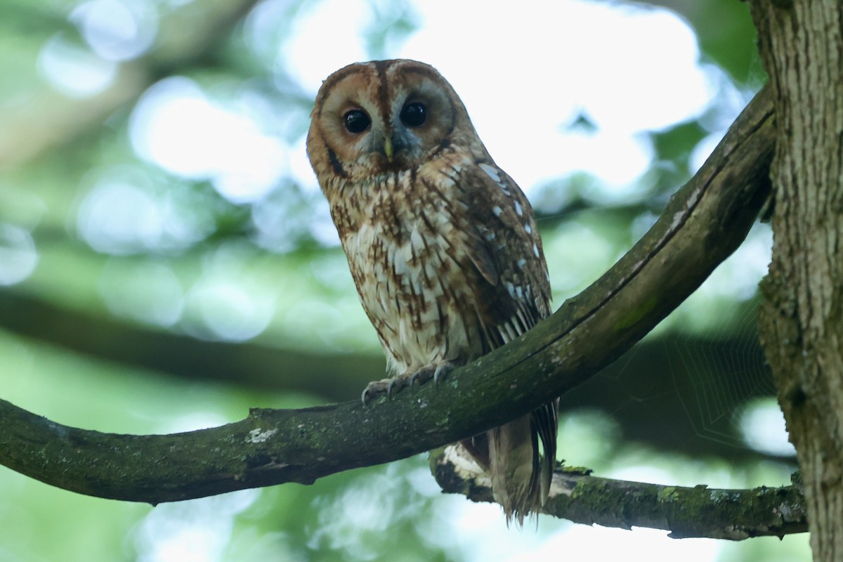 Tawny Owl - ML620057550