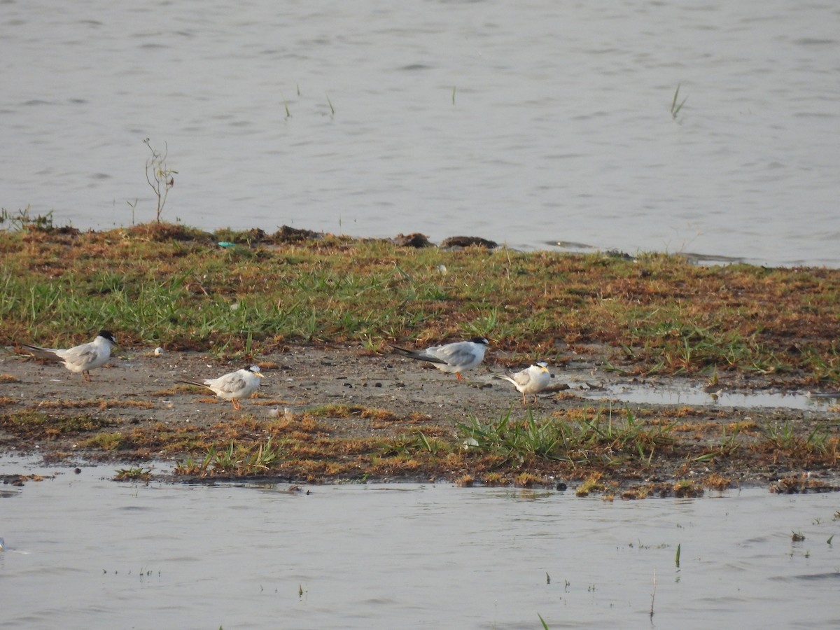 Little Tern - ML620057555