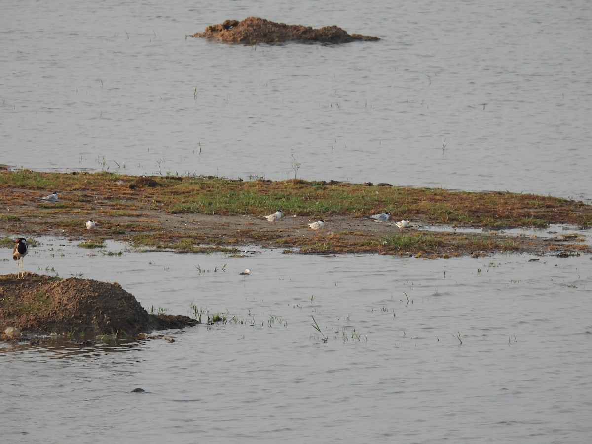 Little Tern - ML620057562