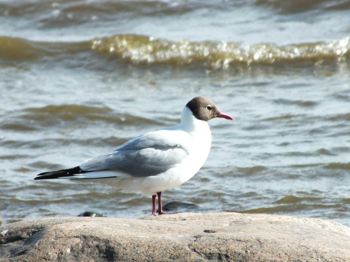 Mouette rieuse - ML620057575