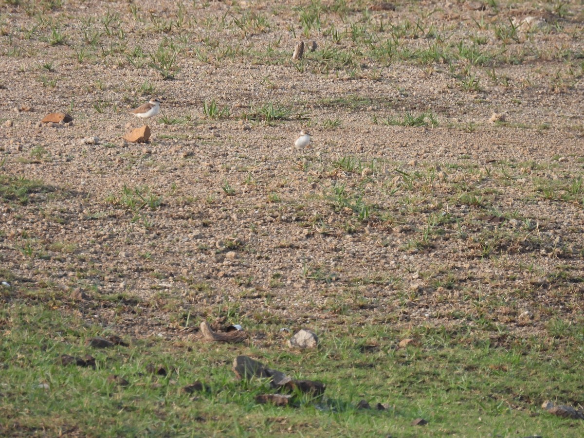 Kentish Plover - ML620057589