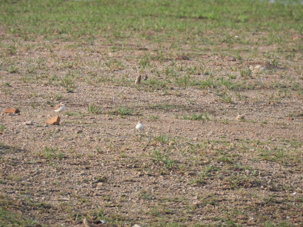 Kentish Plover - ML620057591