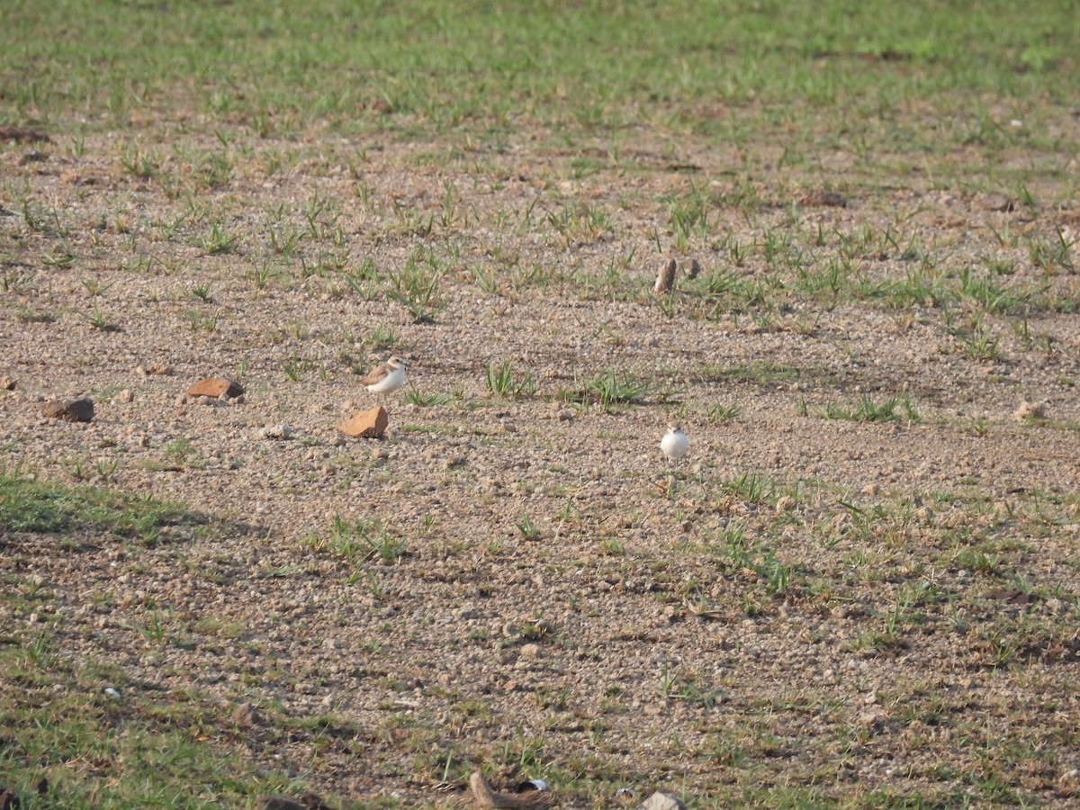 Kentish Plover - ML620057592