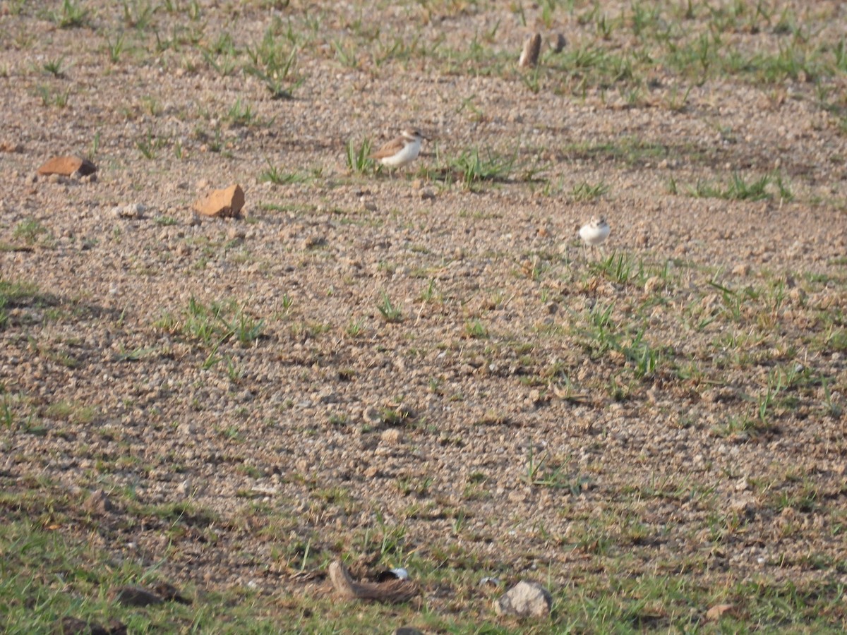 Kentish Plover - ML620057593