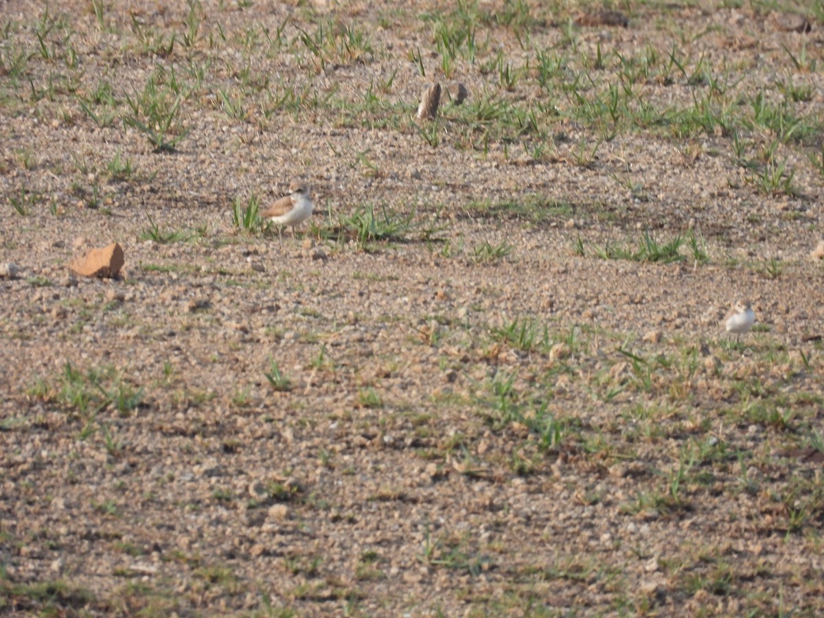 Kentish Plover - ML620057597