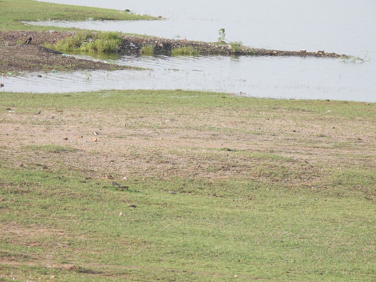 Kentish Plover - ML620057598