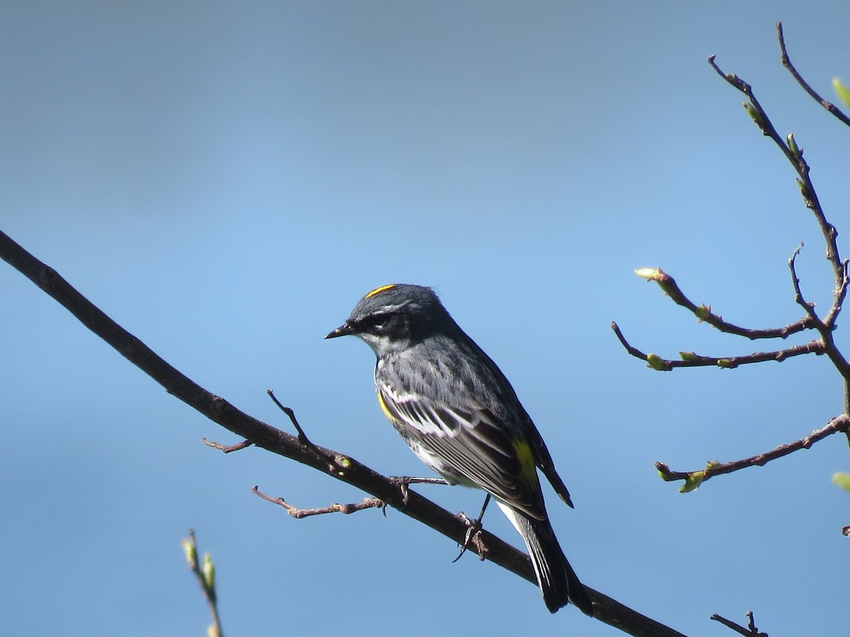 Yellow-rumped Warbler - ML620057602