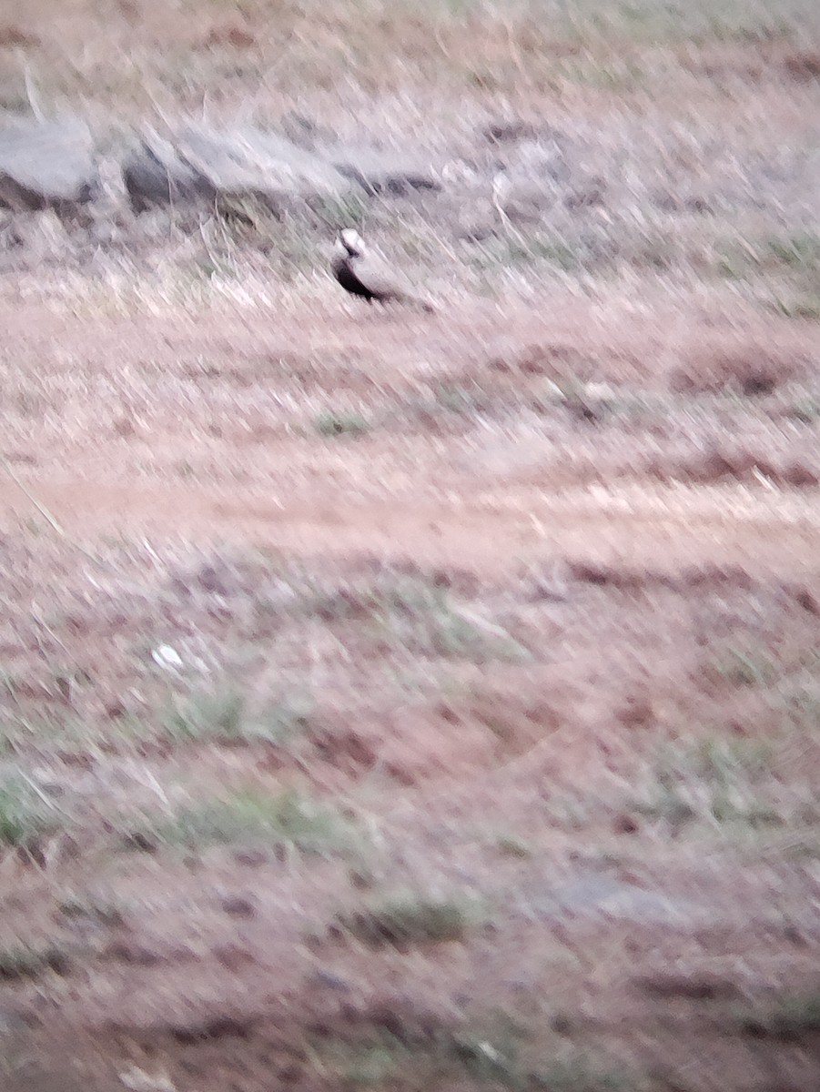 Ashy-crowned Sparrow-Lark - Madhan Dhanushkodi