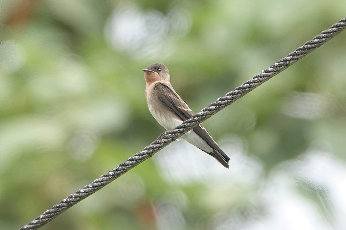 Southern Rough-winged Swallow - ML620057636