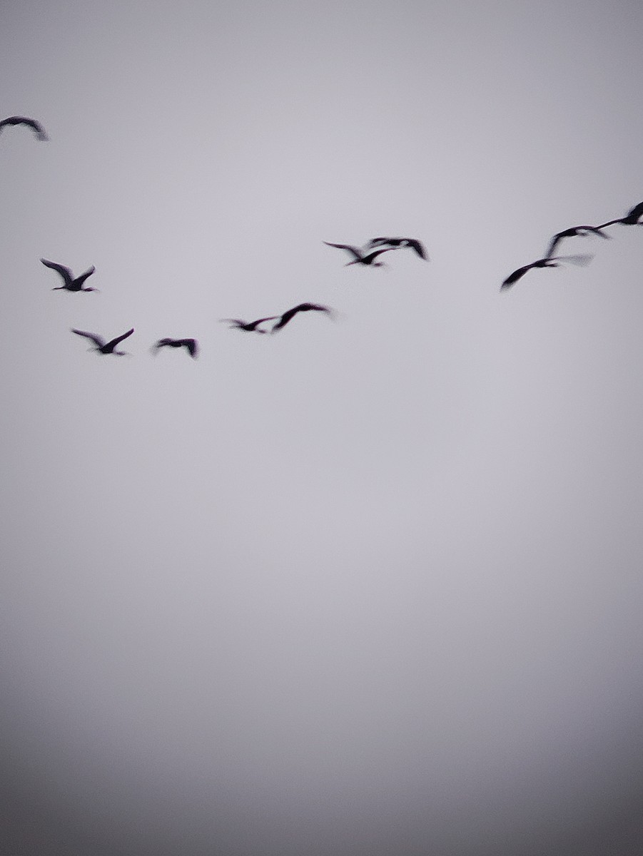 ibis hnědý - ML620057643