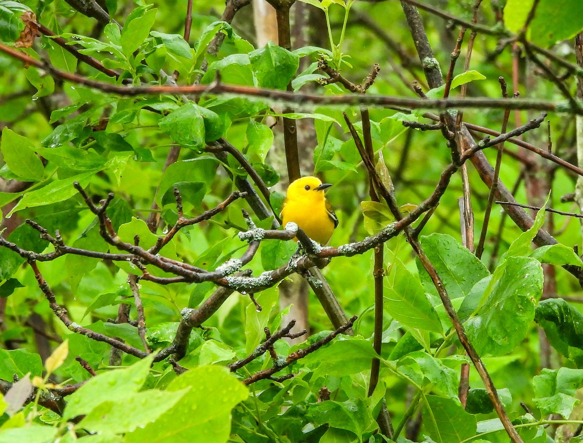 Prothonotary Warbler - ML620057692