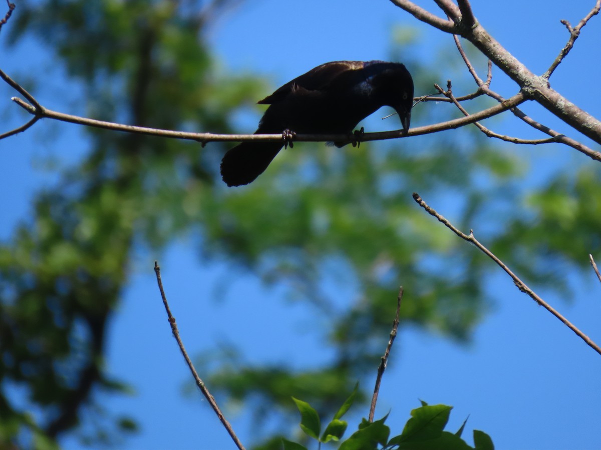 Common Grackle - ML620057713