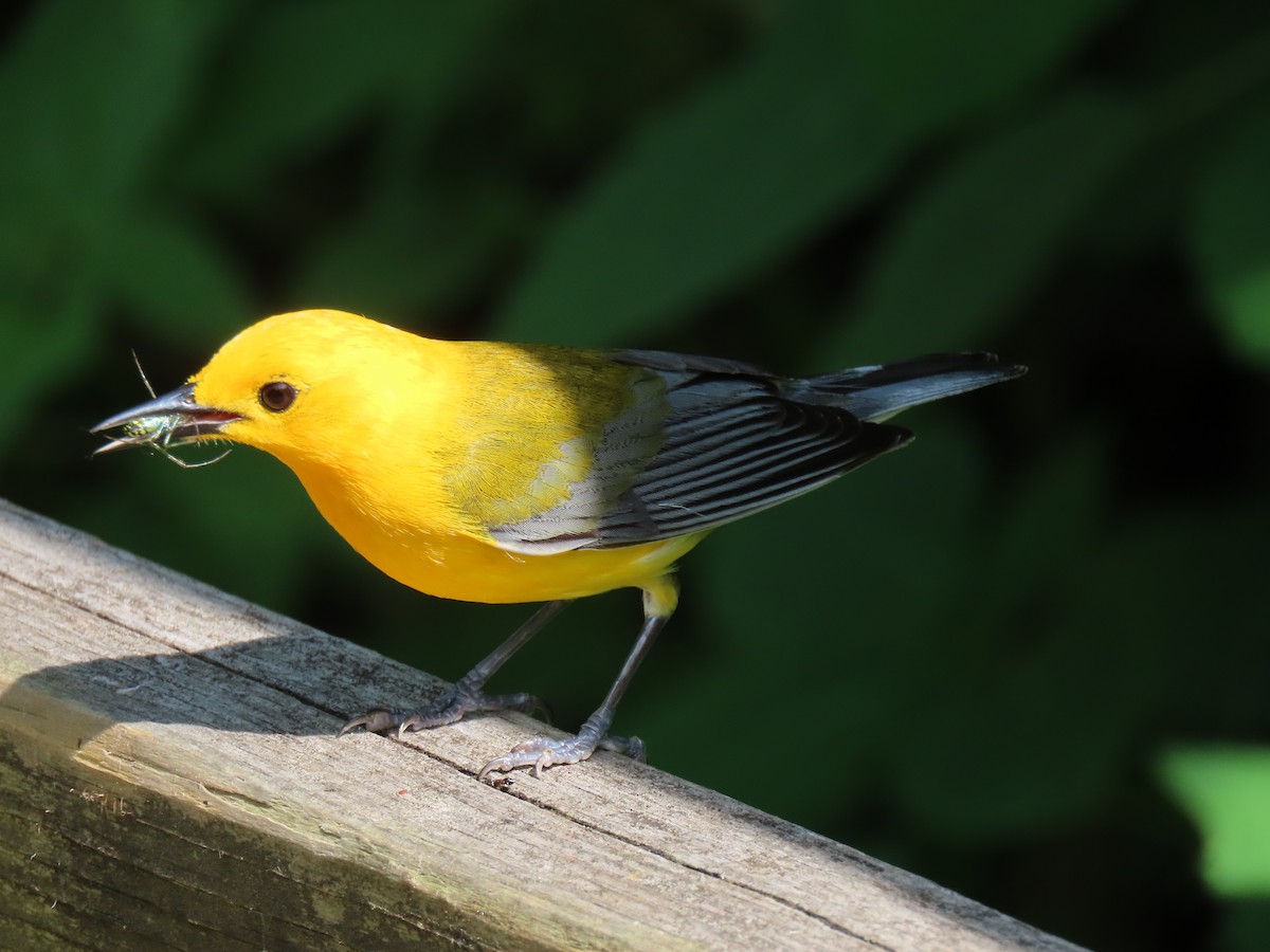 Prothonotary Warbler - ML620057720