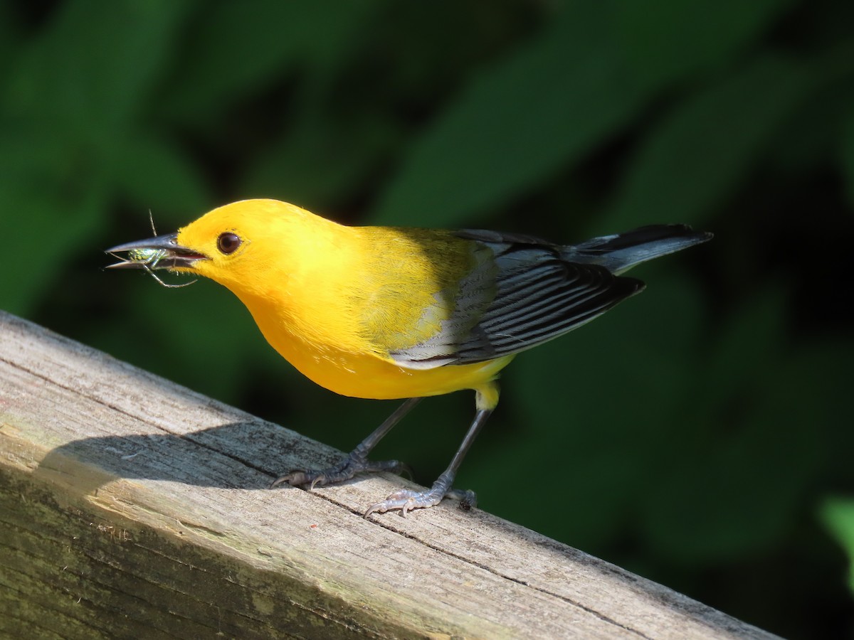 Prothonotary Warbler - ML620057721