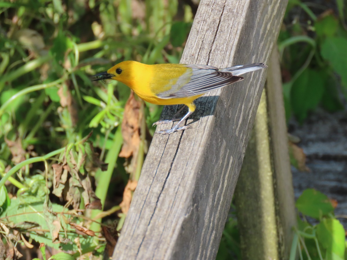 Prothonotary Warbler - ML620057722