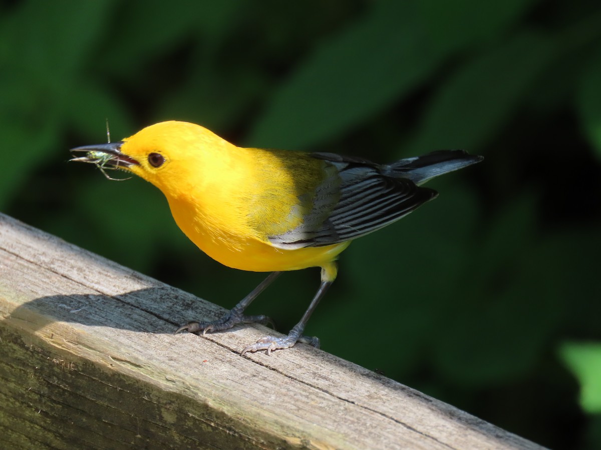 Prothonotary Warbler - ML620057723