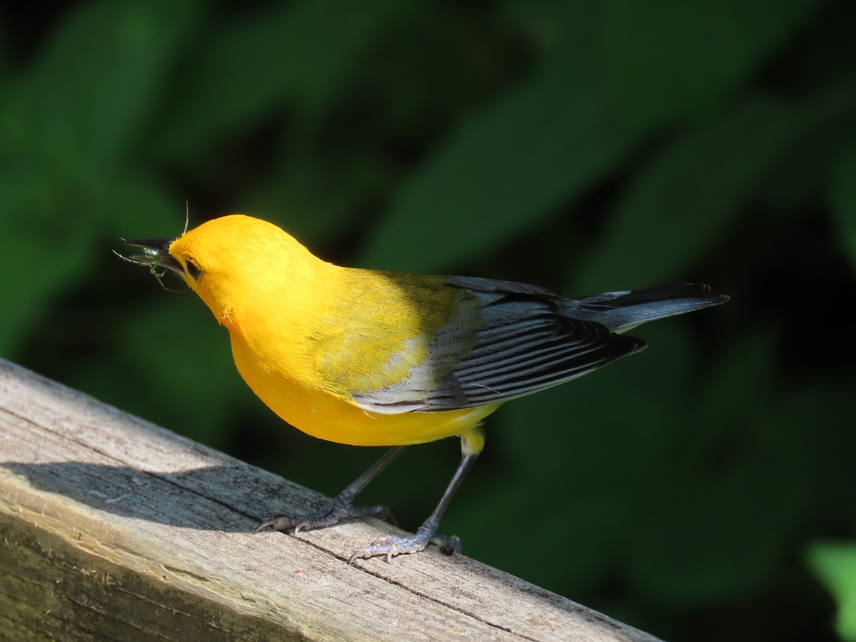 Prothonotary Warbler - ML620057724