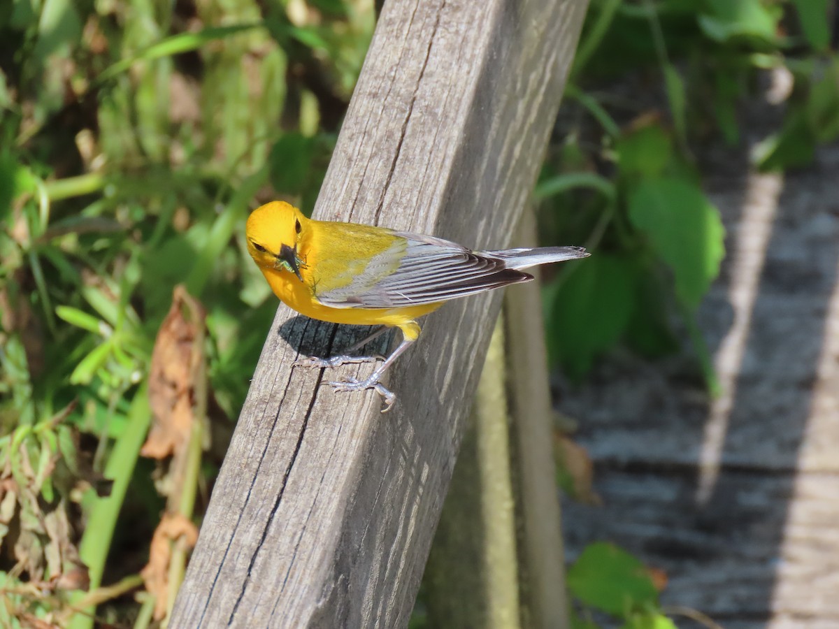Prothonotary Warbler - ML620057725